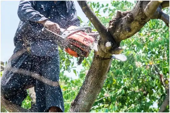 tree services Union Hall